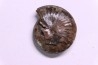 PARAPOPANOCERAS MALMGRENI - Triassic / Anisian sup. - spitsbergen