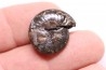 PARAPOPANOCERAS MALMGRENI - Triassic / Anisian sup. - spitsbergen