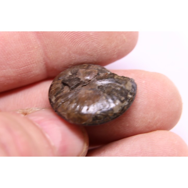 PARAPOPANOCERAS MALMGRENI - Triassic / Anisian sup. - spitsbergen