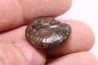 PARAPOPANOCERAS MALMGRENI - Triassic / Anisian sup. - spitsbergen