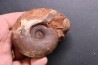 Rhacophyllites neojunensis - Triassic - Hallstatt Limestone - Bad Goisern, AUSTRIA