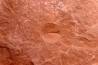 Triops cancriformis permiensis - saxonien - bassin de Lodève - FRANCE