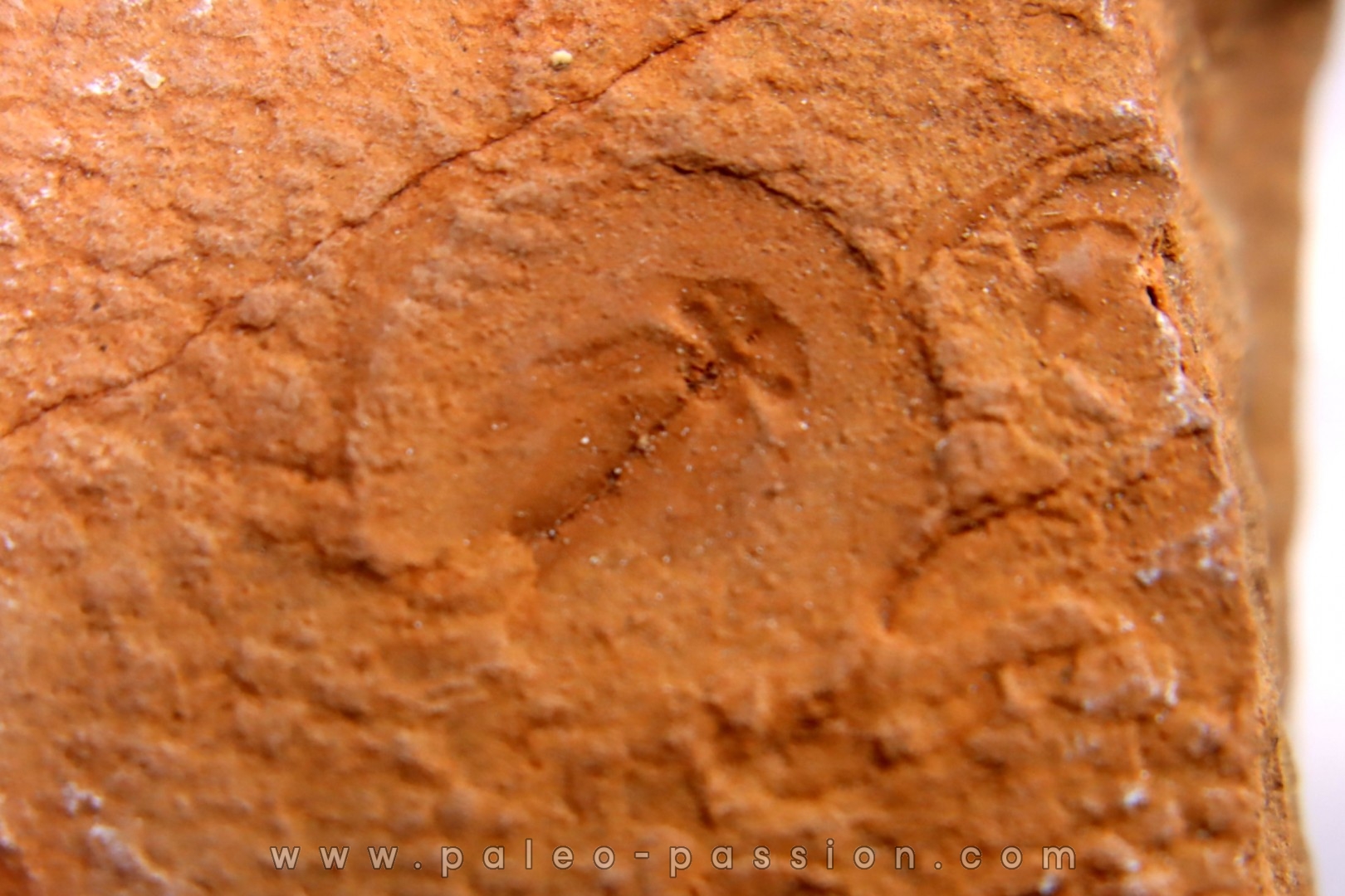 Triops cancriformis permiensis - saxonian - Lodève area - FRANCE