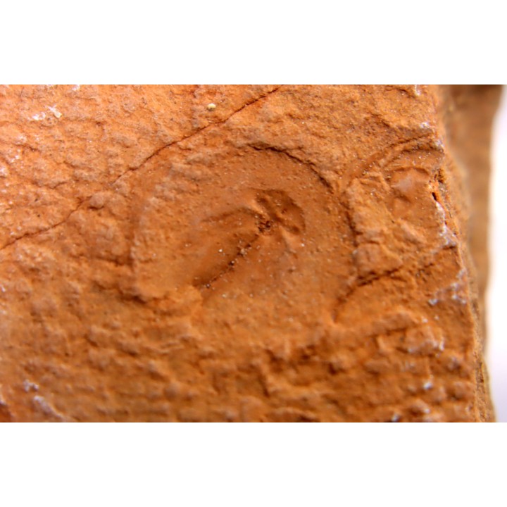 Triops cancriformis permiensis - saxonien - bassin de Lodève - FRANCE
