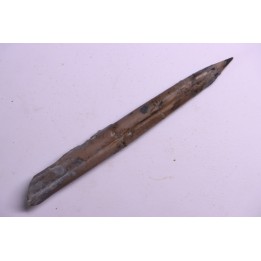 bélemnite:  Belemnopsis fusiformis - Bathonien - Normandie, France