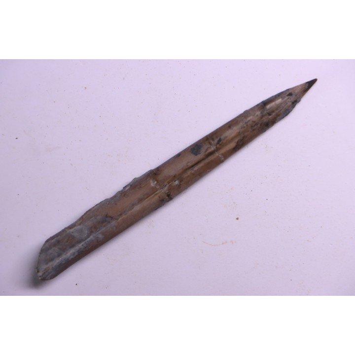 bélemnite:  Belemnopsis fusiformis - Bathonien - Normandie, France