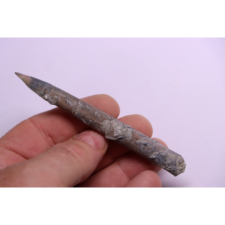 bélemnite:  Belemnopsis fusiformis - Bathonien - Normandie, France