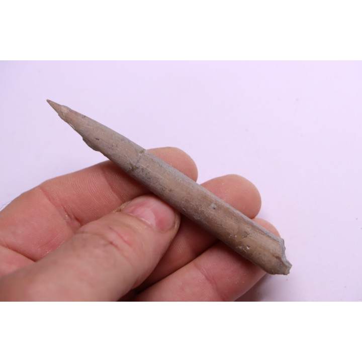 bélemnite:  Belemnopsis fusiformis - Bathonian - Normandy, France