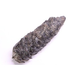 PINUS sp.  Mio-Pliocène  Hambach - Allemagne