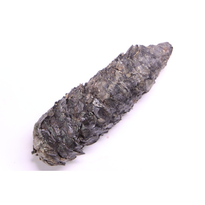 PINUS sp.  Mio-Pliocène  Hambach - Allemagne