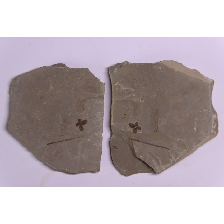Fleur - eocene - green river fmt - Utah - USA
