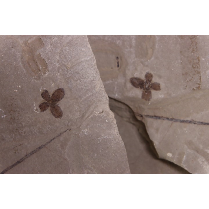 Fleur - eocene - green river fmt - Utah - USA
