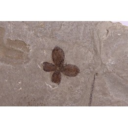 Fleur - eocene - green river fmt - Utah - USA