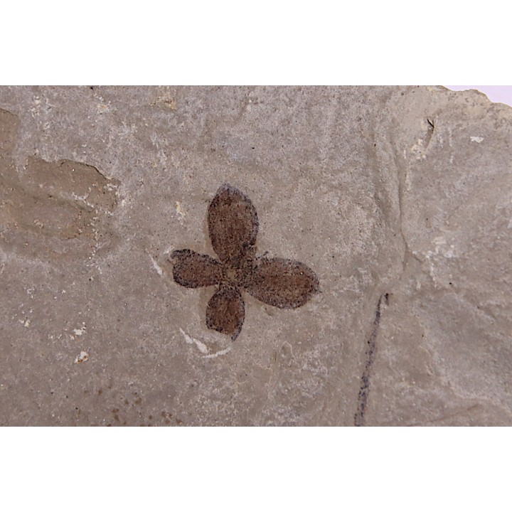 Fleur - eocene - green river fmt - Utah - USA