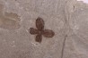 Fleur - eocene - green river fmt - Utah - USA