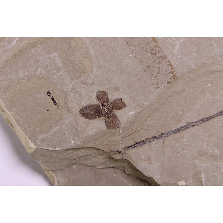 Fleur - eocene - green river fmt - Utah - USA