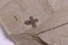 Fleur - eocene - green river fmt - Utah - USA