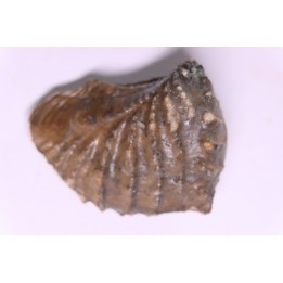 SCAPHOTRIGONIA navis - Aalenian - Bouxwiller, , FRANCE