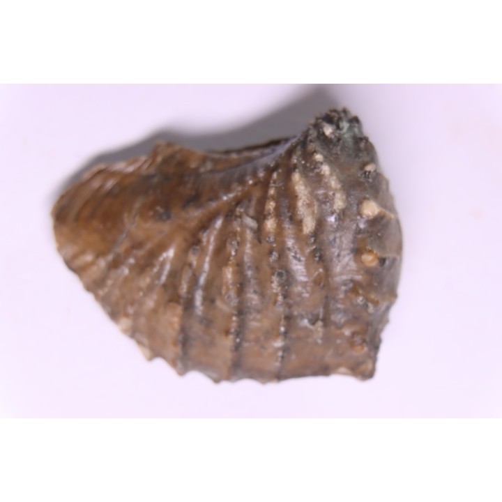 SCAPHOTRIGONIA navis - Aalenien - Bouxwiller,  FRANCE