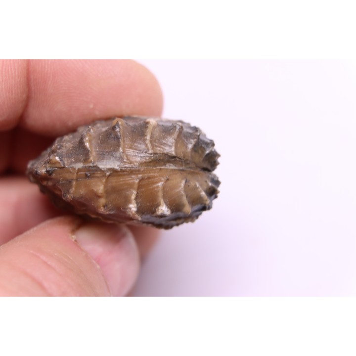 SCAPHOTRIGONIA navis - Aalenian - Bouxwiller, , FRANCE
