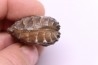 SCAPHOTRIGONIA navis - Aalenian - Bouxwiller, , FRANCE