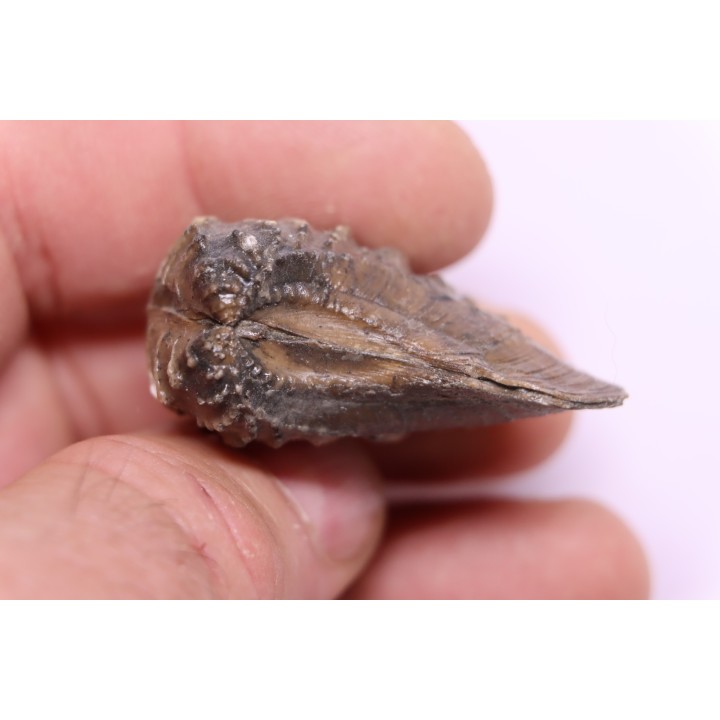 SCAPHOTRIGONIA navis - Aalenian - Bouxwiller, , FRANCE
