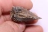 SCAPHOTRIGONIA navis - Aalenian - Bouxwiller, , FRANCE