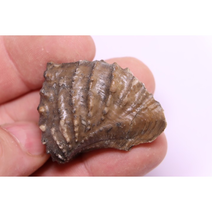 SCAPHOTRIGONIA navis - Aalenien - Bouxwiller,  FRANCE
