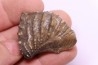 SCAPHOTRIGONIA navis - Aalenian - Bouxwiller, , FRANCE