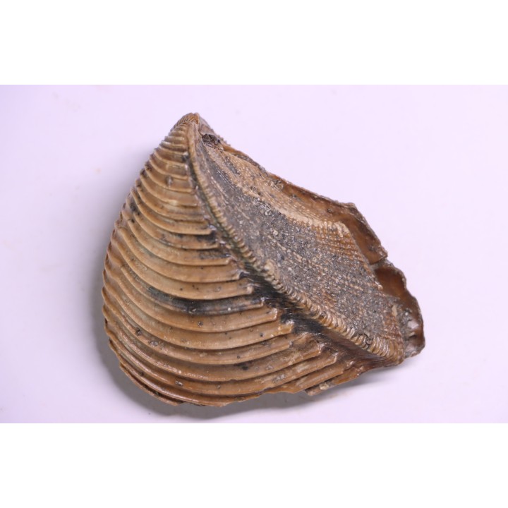 TRIGONIA costata  Bajocian  Ringsheim, Germany