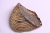 TRIGONIA costata  Bajocian  Ringsheim, Germany