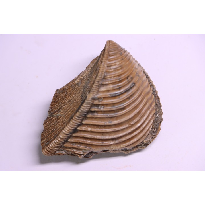 TRIGONIA costata  Bajocian  Ringsheim, Germany