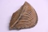 TRIGONIA costata  Bajocian  Ringsheim, Germany