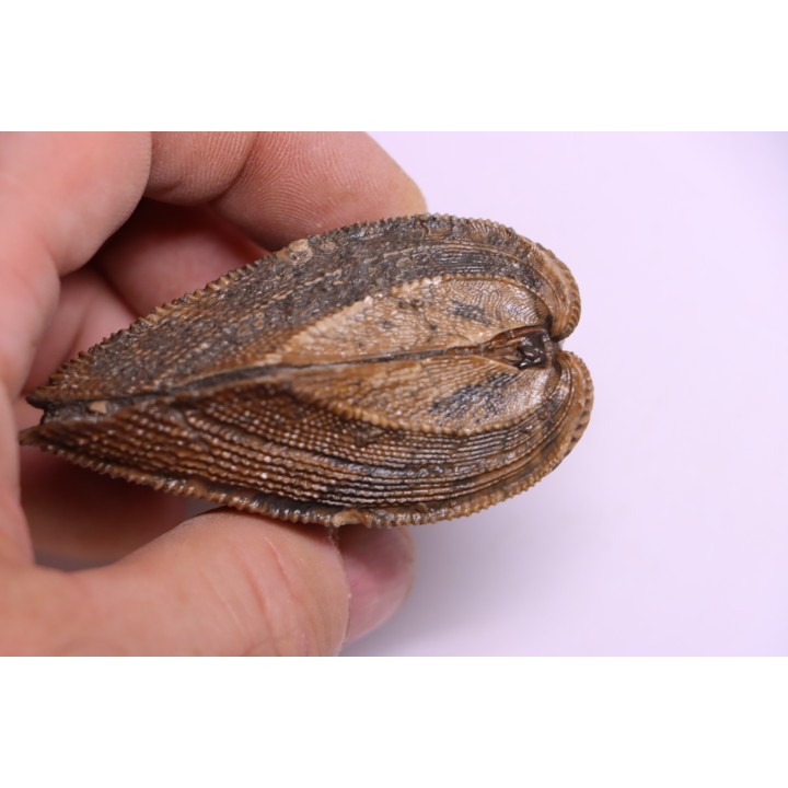 TRIGONIA costata  Bajocian  Ringsheim, Germany