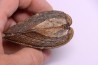 TRIGONIA costata  Bajocian  Ringsheim, Germany