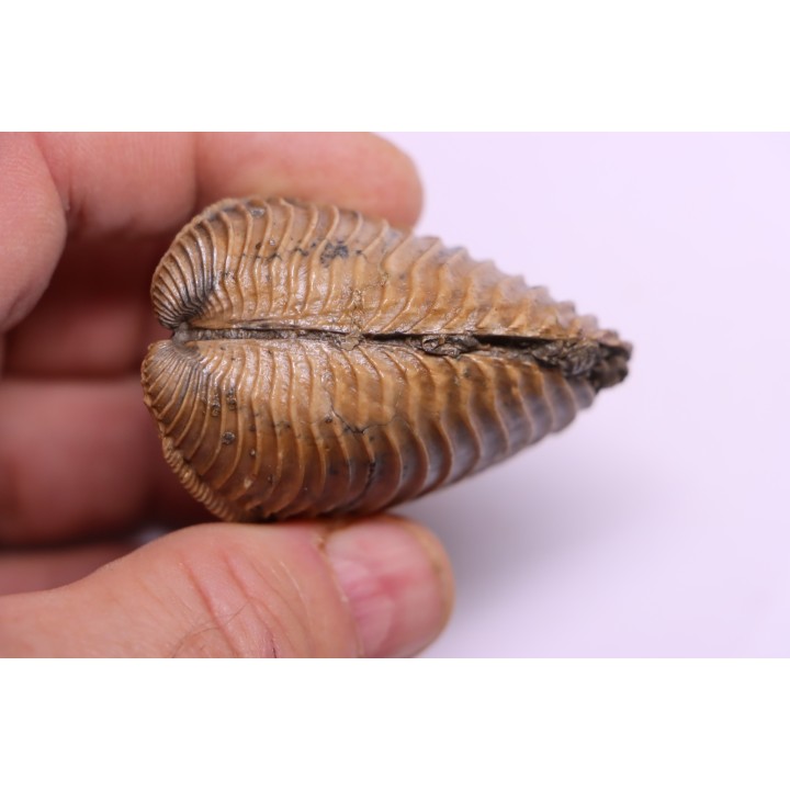 TRIGONIA costata  Bajocian  Ringsheim, Germany