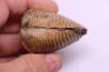 TRIGONIA costata  Bajocian  Ringsheim, Germany