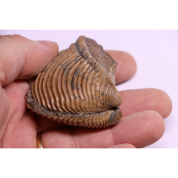 TRIGONIA costata  Bajocian  Ringsheim, Germany