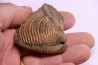 TRIGONIA costata  Bajocien  Ringsheim, Allemagne