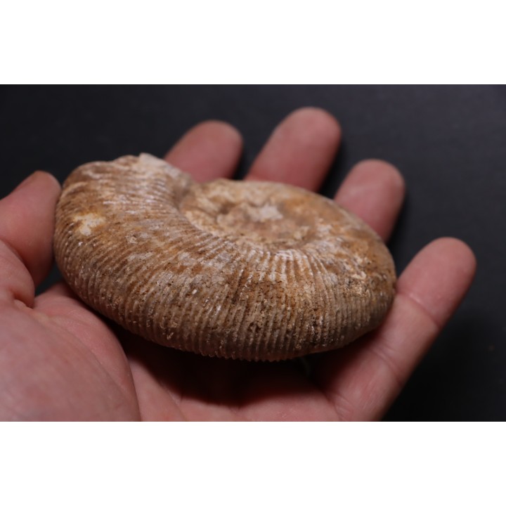 Subdiscophinctes mindowe - oxfordien - Nevers -58 - FRANCE