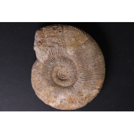 Subdiscophinctes mindowe - oxfordian - Nevers -58 - FRANCE