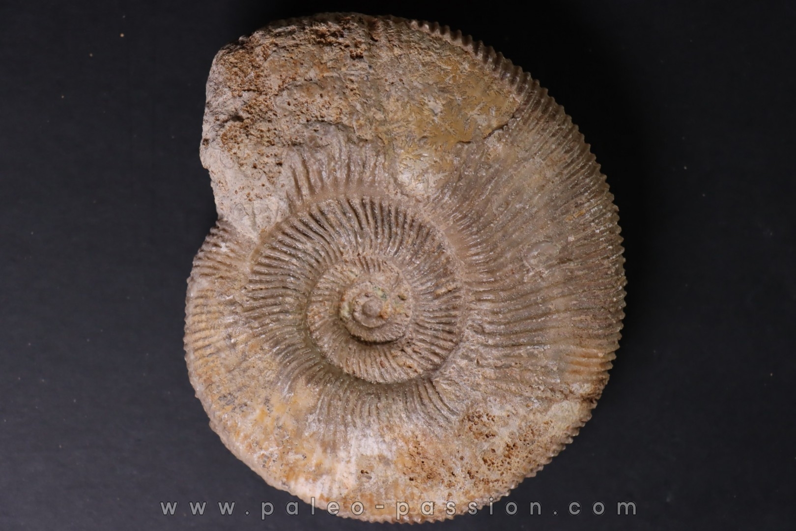 Subdiscophinctes mindowe - oxfordian - Nevers -58 - FRANCE