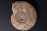 Subdiscophinctes mindowe - oxfordian - Nevers -58 - FRANCE