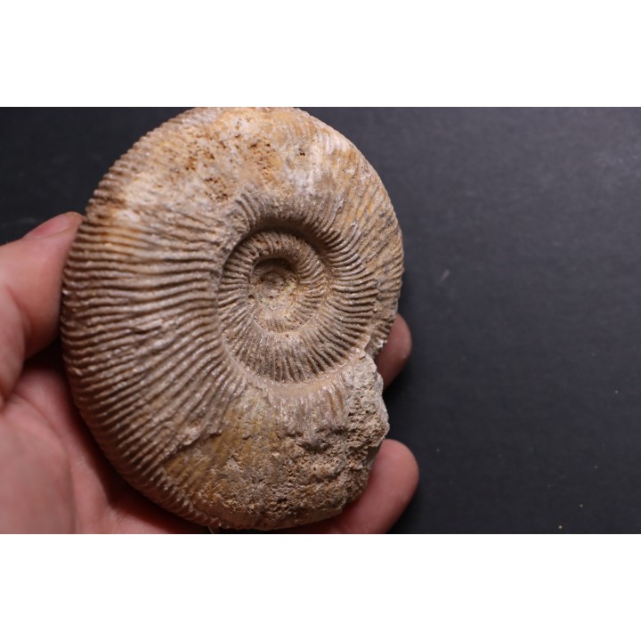 Subdiscophinctes mindowe - oxfordien - Nevers -58 - FRANCE