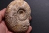 Subdiscophinctes mindowe - oxfordian - Nevers -58 - FRANCE