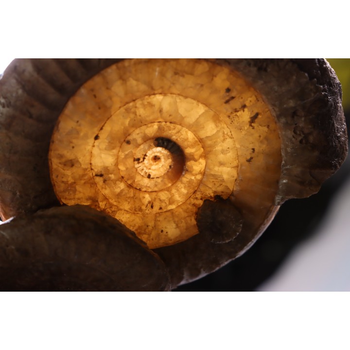 Leptechioceras meigeni en calcite - Sinemurien supérieur - Saone et Loire - FRANCE