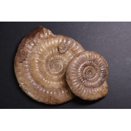 Leptechioceras meigeni - upper Sinemurian - Saone et Loire, FRANCE