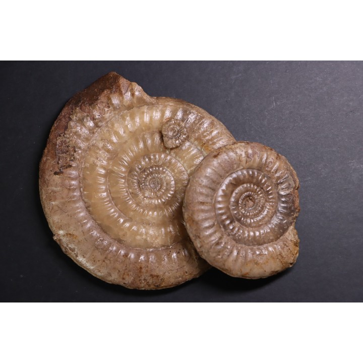 Leptechioceras meigeni - upper Sinemurian - Saone et Loire, FRANCE