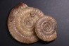 Leptechioceras meigeni en calcite - Sinemurien supérieur - Saone et Loire - FRANCE