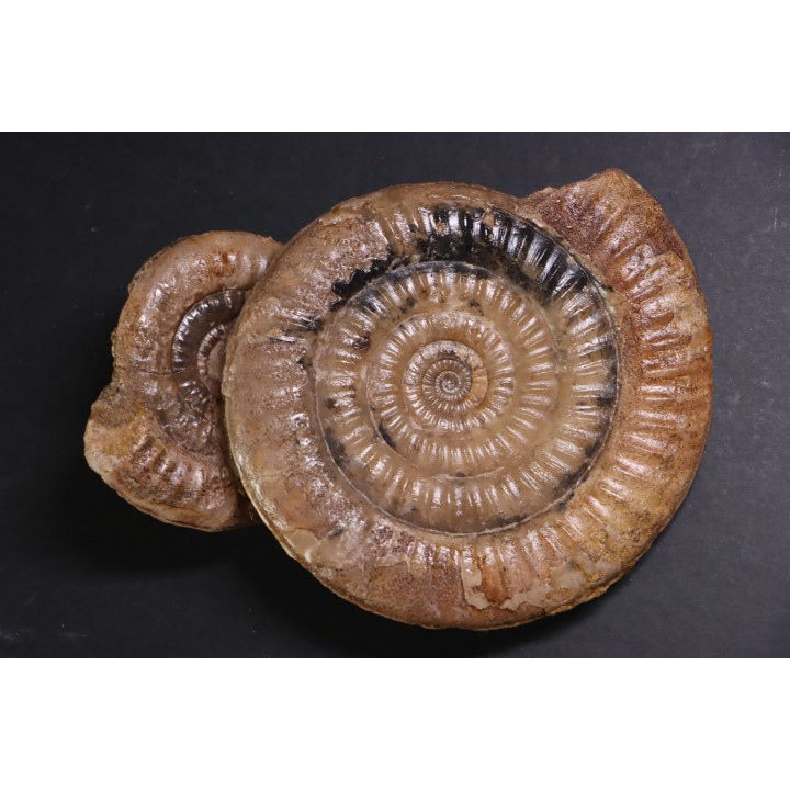 Leptechioceras meigeni - upper Sinemurian - Saone et Loire, FRANCE